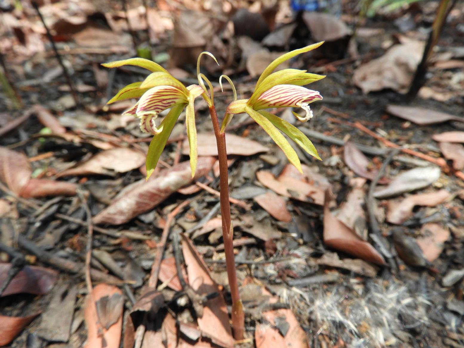 Nervilia kotschyi var. kotschyi