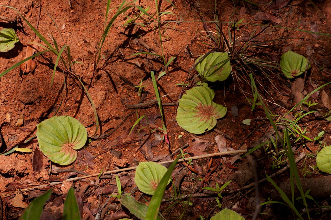 Nervilia kotschyi var. kotschyi