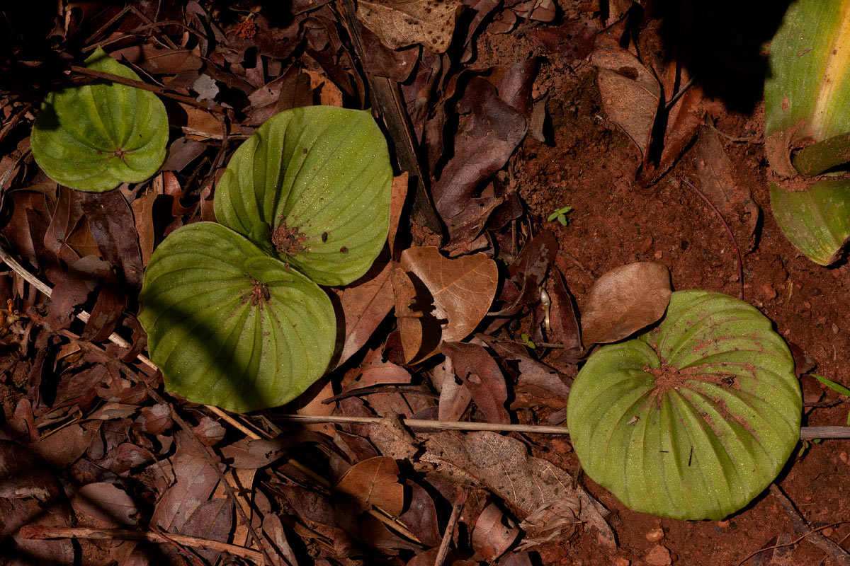 Nervilia kotschyi var. kotschyi