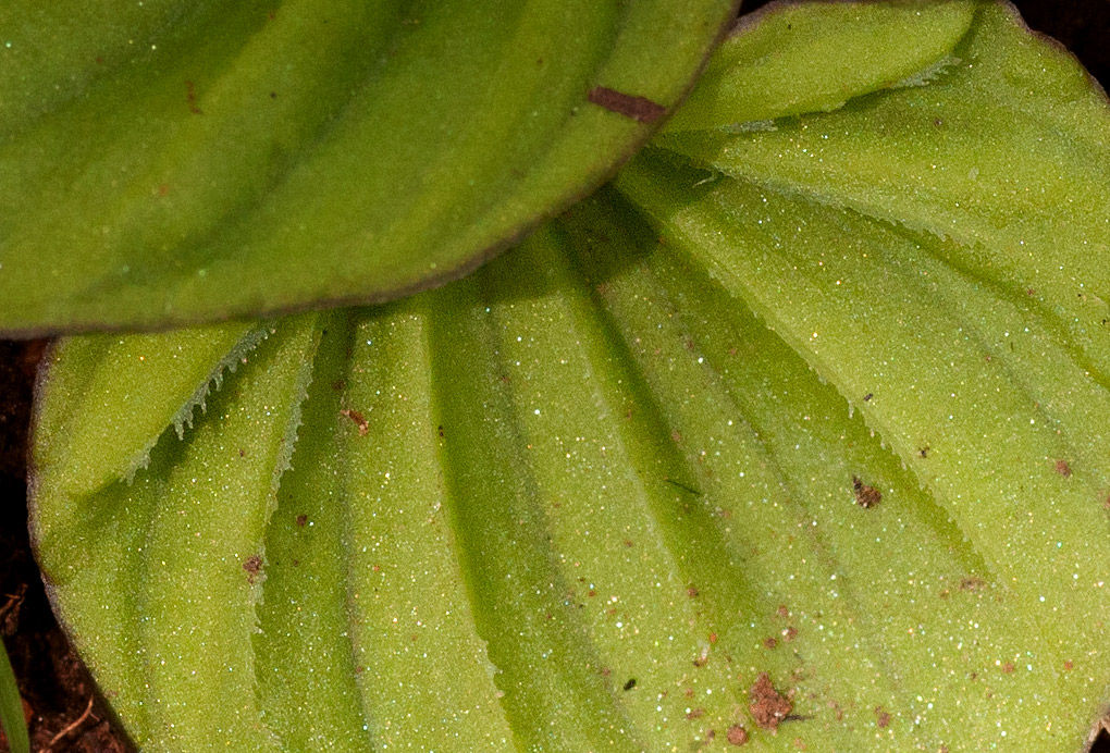 Nervilia kotschyi var. kotschyi