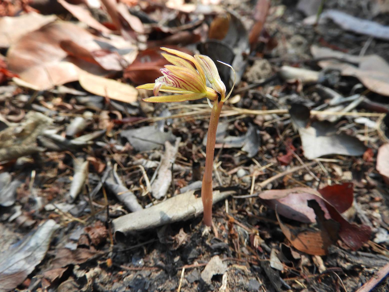 Nervilia kotschyi var. kotschyi Nervilia kotschyi var. kotschyi