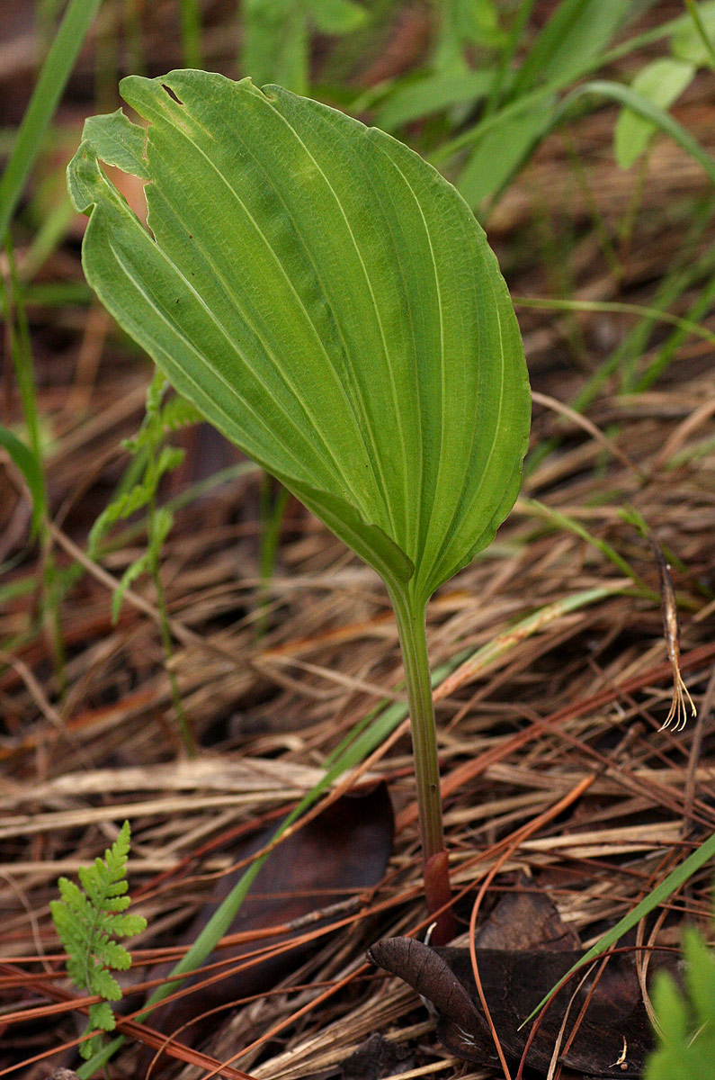 Nervilia shirensis Nervilia shirensis