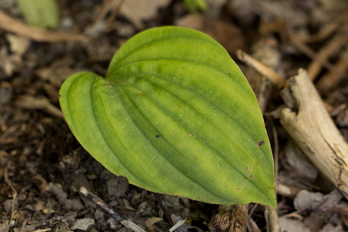Nervilia shirensis Nervilia shirensis