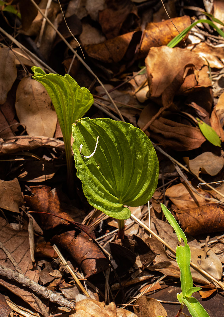 Nervilia shirensis Nervilia shirensis