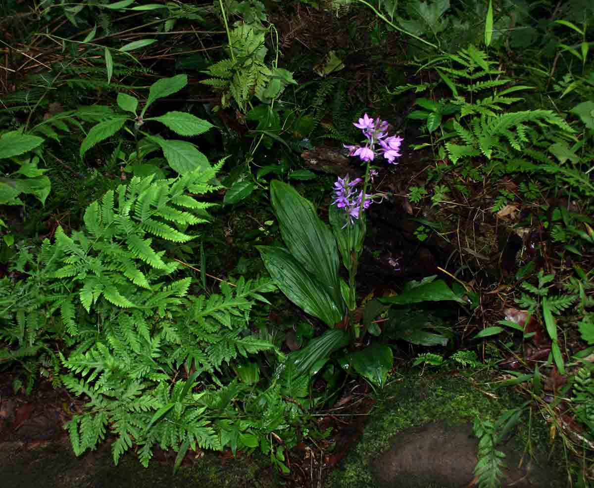 Calanthe sylvatica Calanthe sylvatica