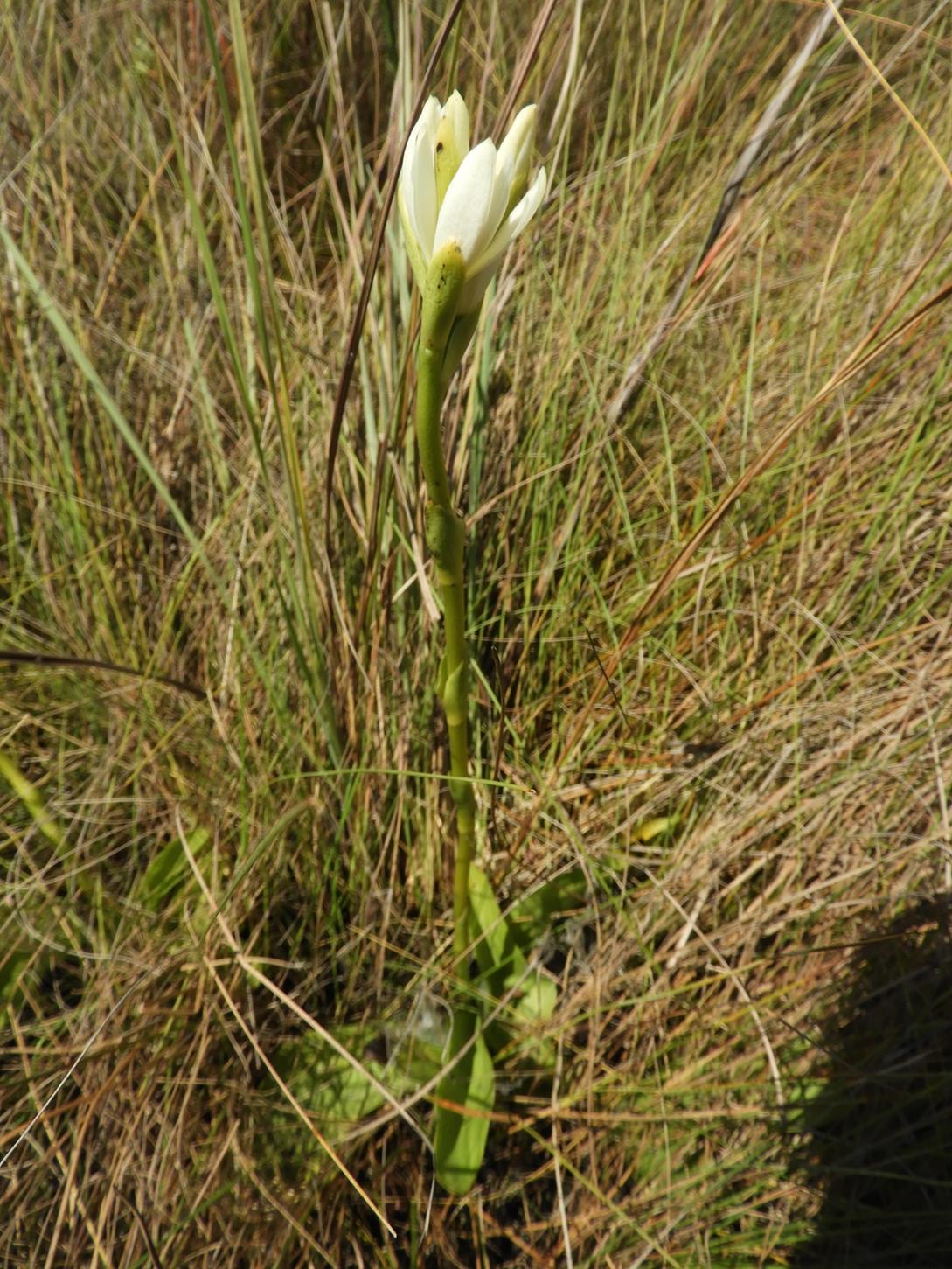 Phaius occidentalis
