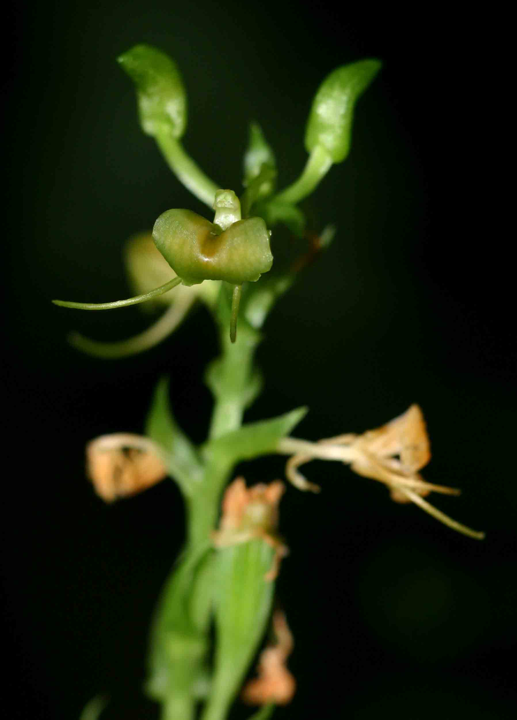 Liparis bowkeri