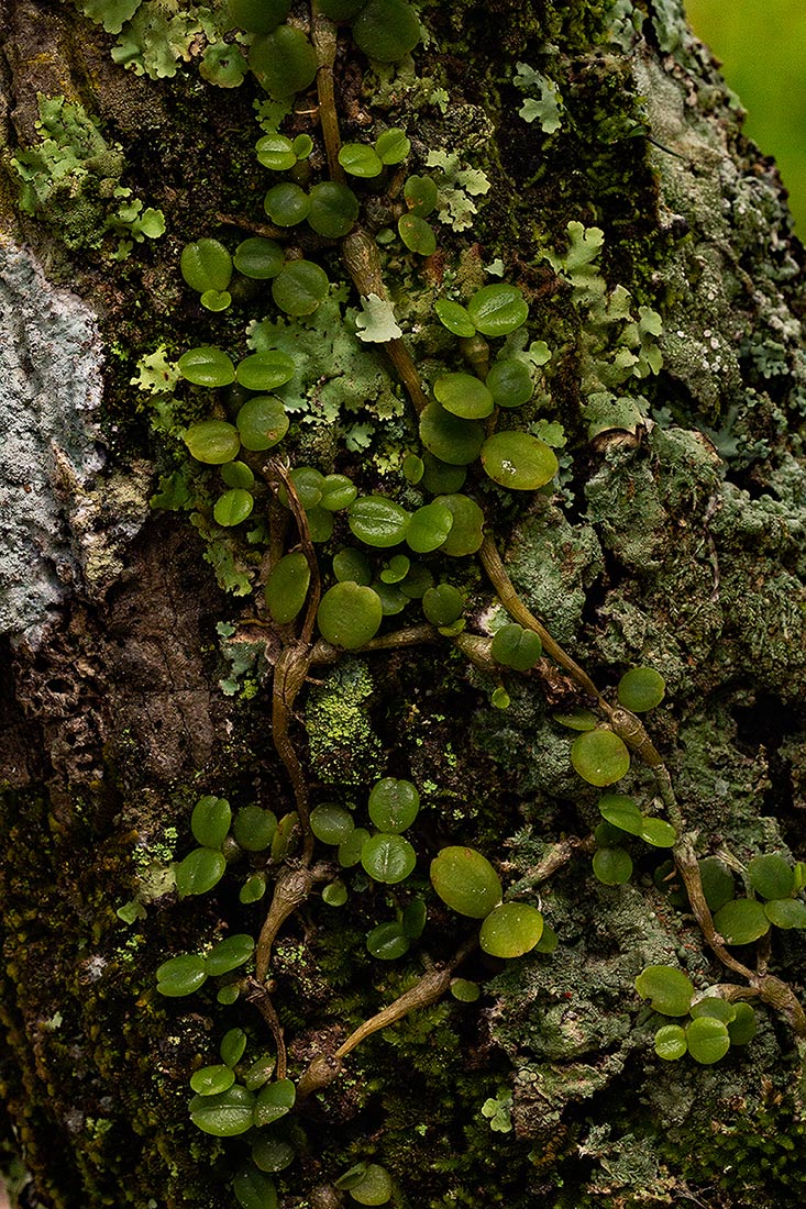 Stolzia repens var. repens
