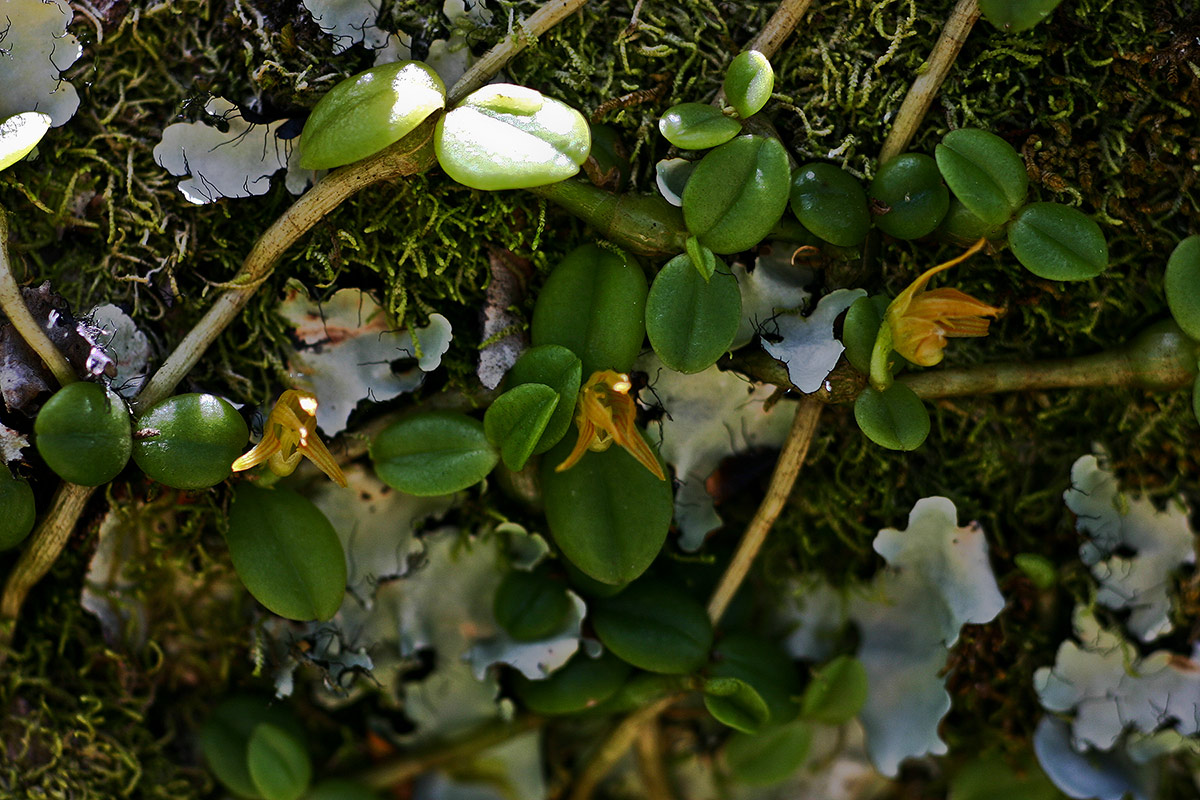 Stolzia repens var. repens