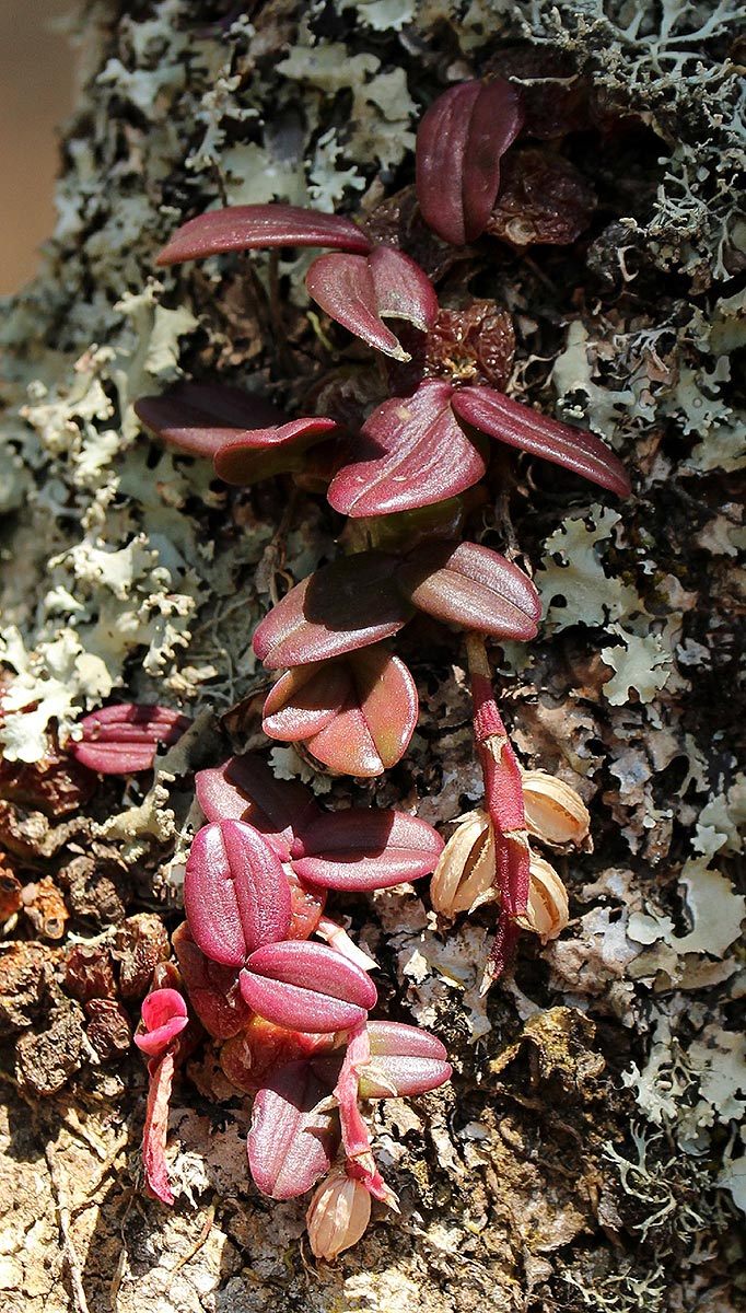 Bulbophyllum elliotii