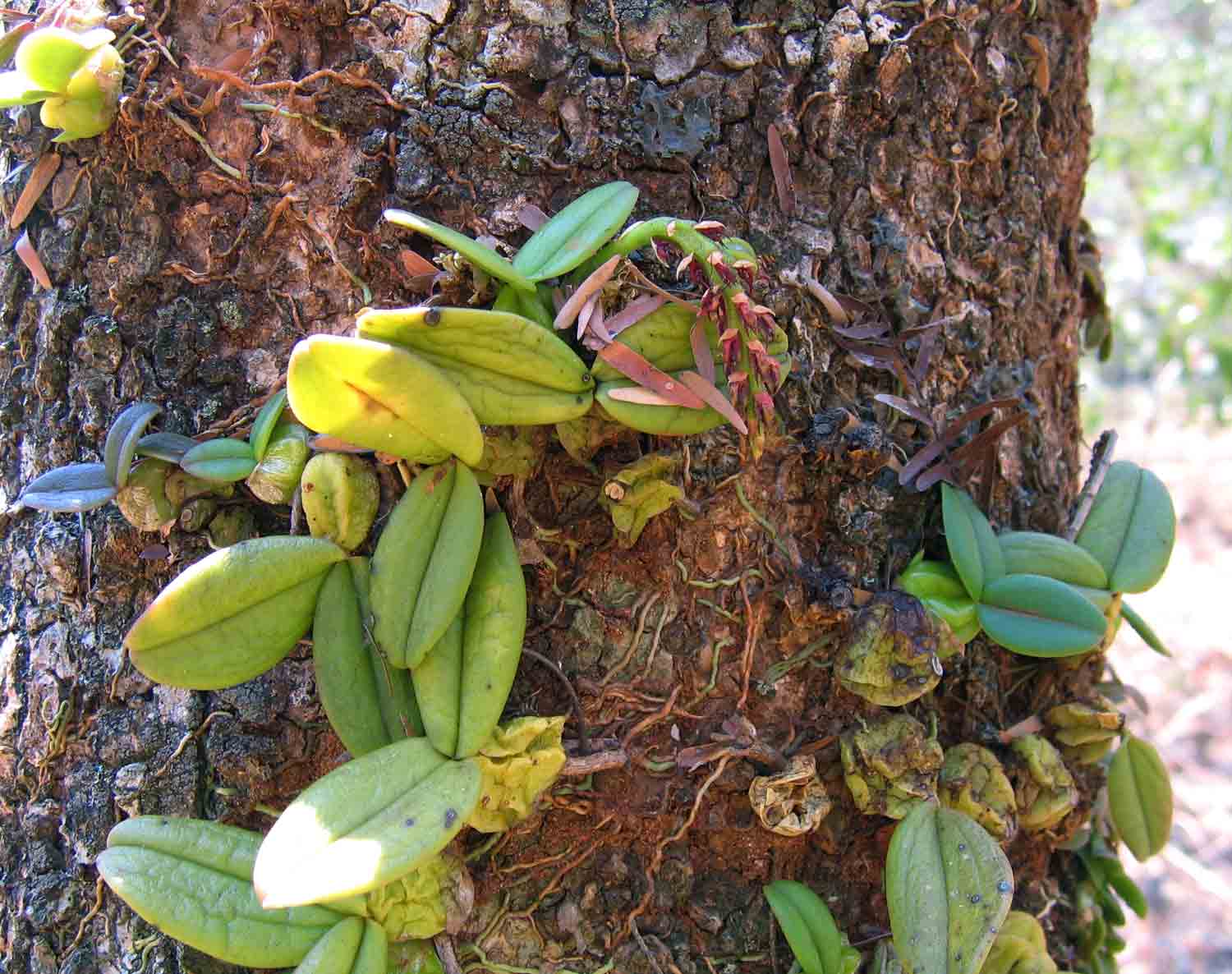 Bulbophyllum elliotii