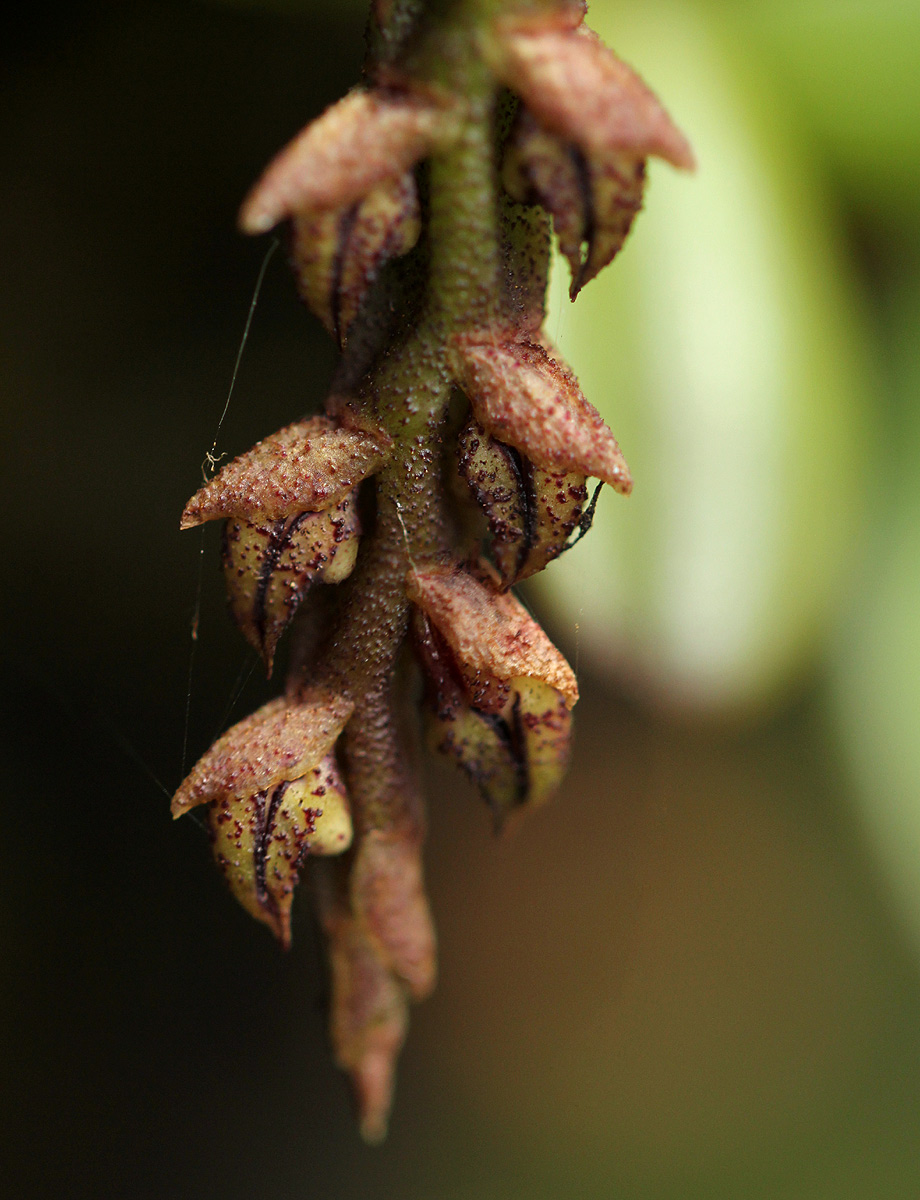 Bulbophyllum elliotii