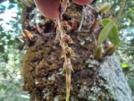 Bulbophyllum encephalodes