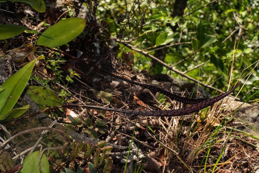 Bulbophyllum maximum