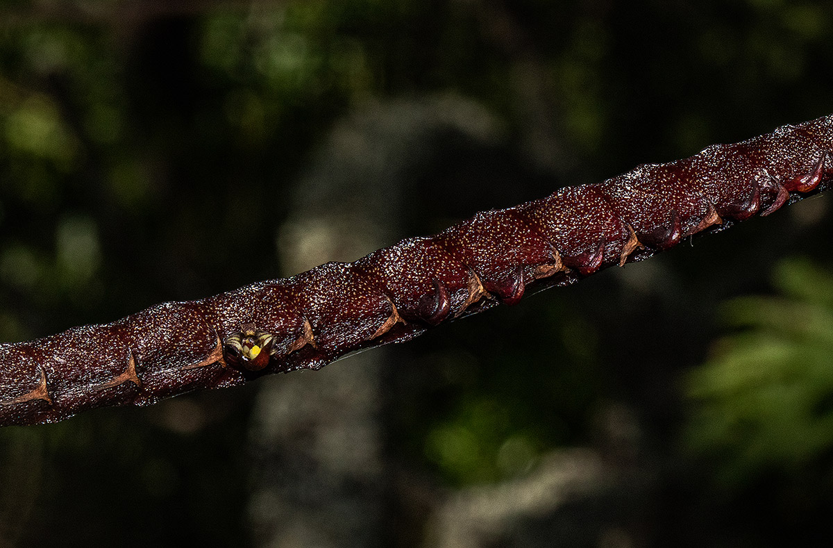 Bulbophyllum maximum