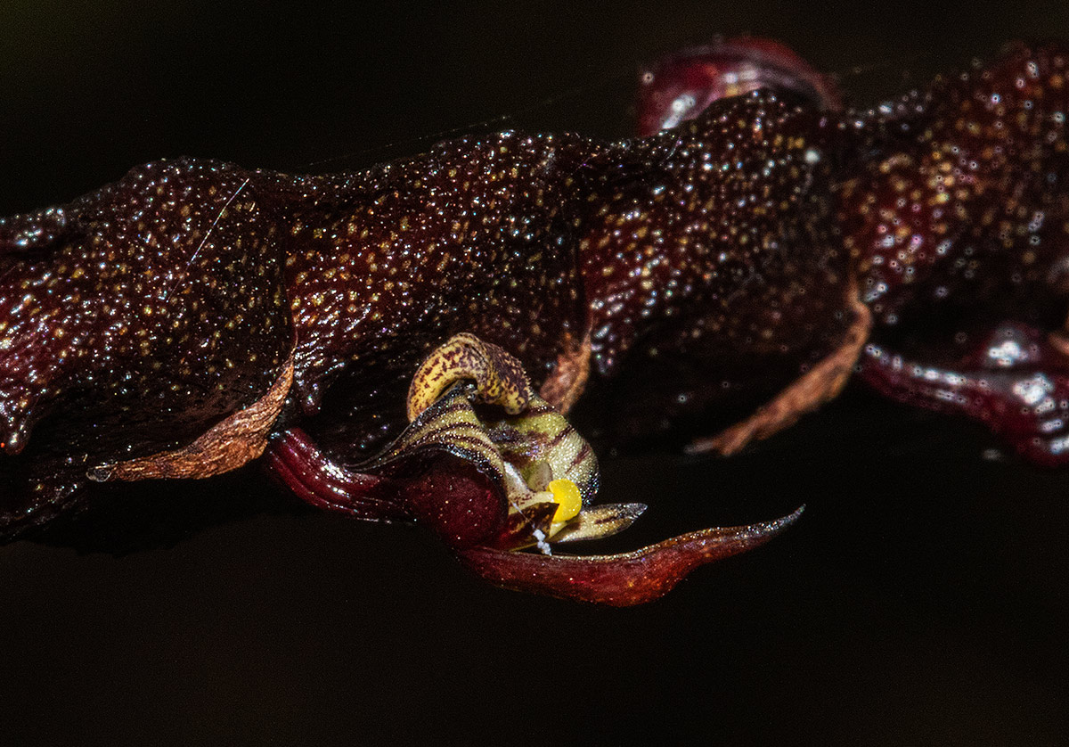 Bulbophyllum maximum