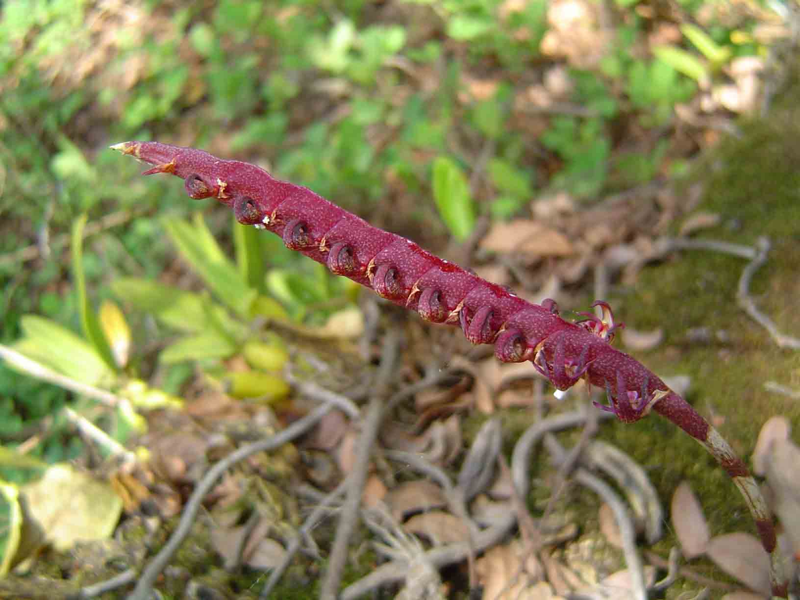 Bulbophyllum scaberulum