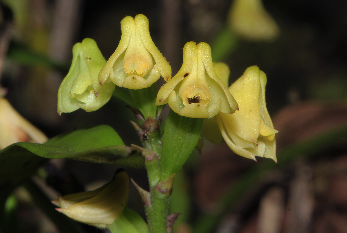 Polystachya albescens subsp. imbricata