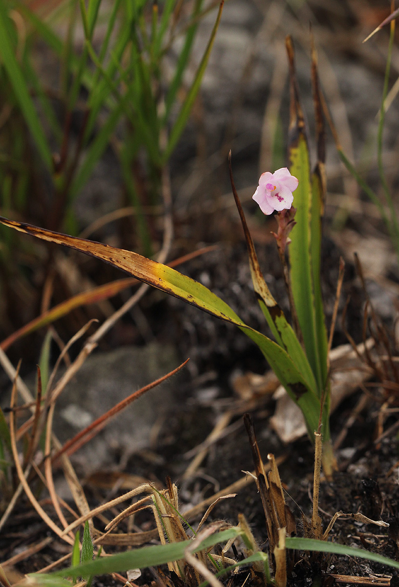 Polystachya dendrobiiflora
