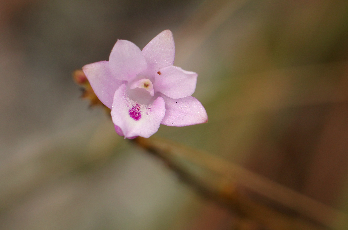 Polystachya dendrobiiflora Polystachya dendrobiiflora
