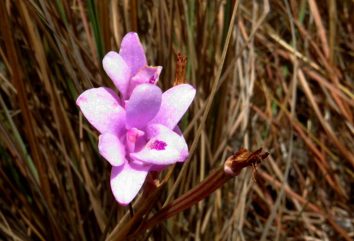 Polystachya dendrobiiflora