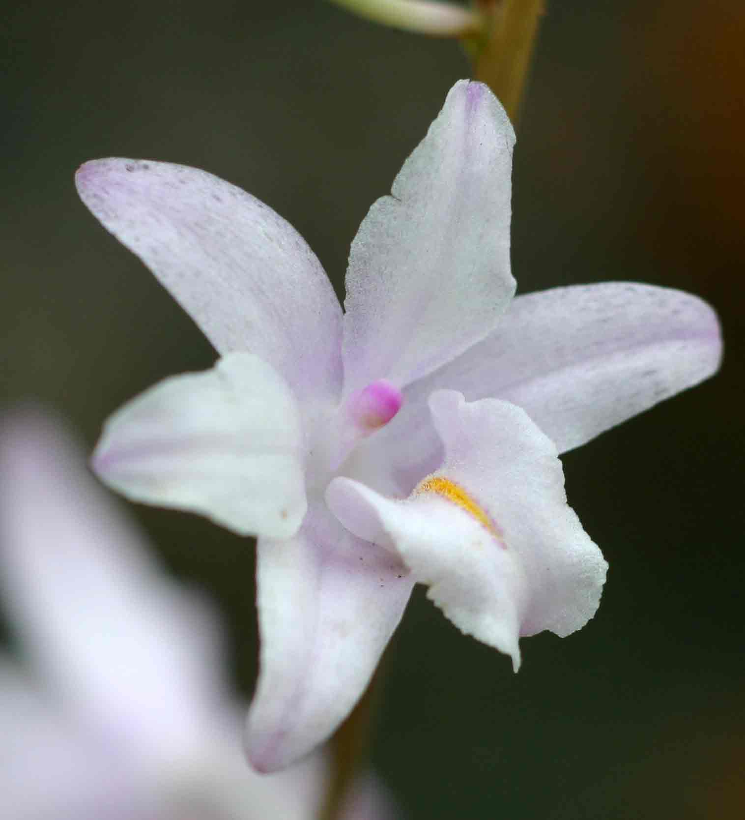 Polystachya dendrobiiflora
