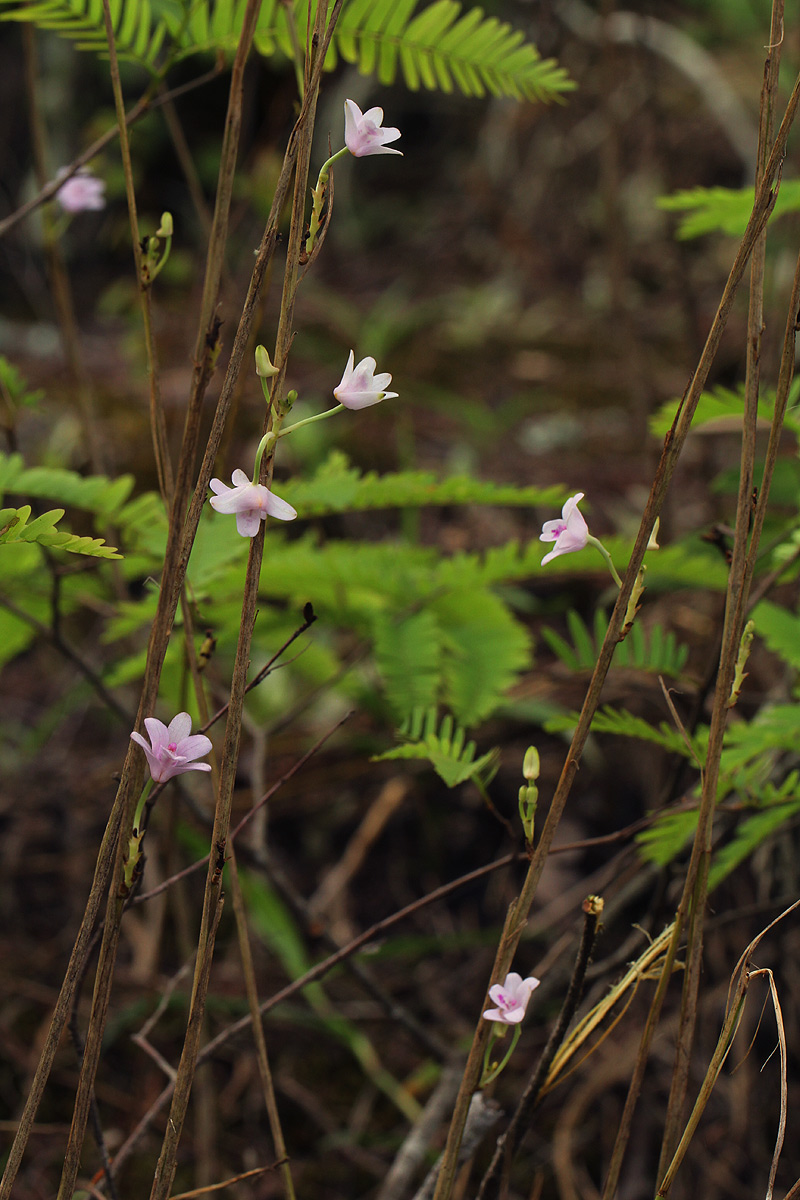 Polystachya dendrobiiflora