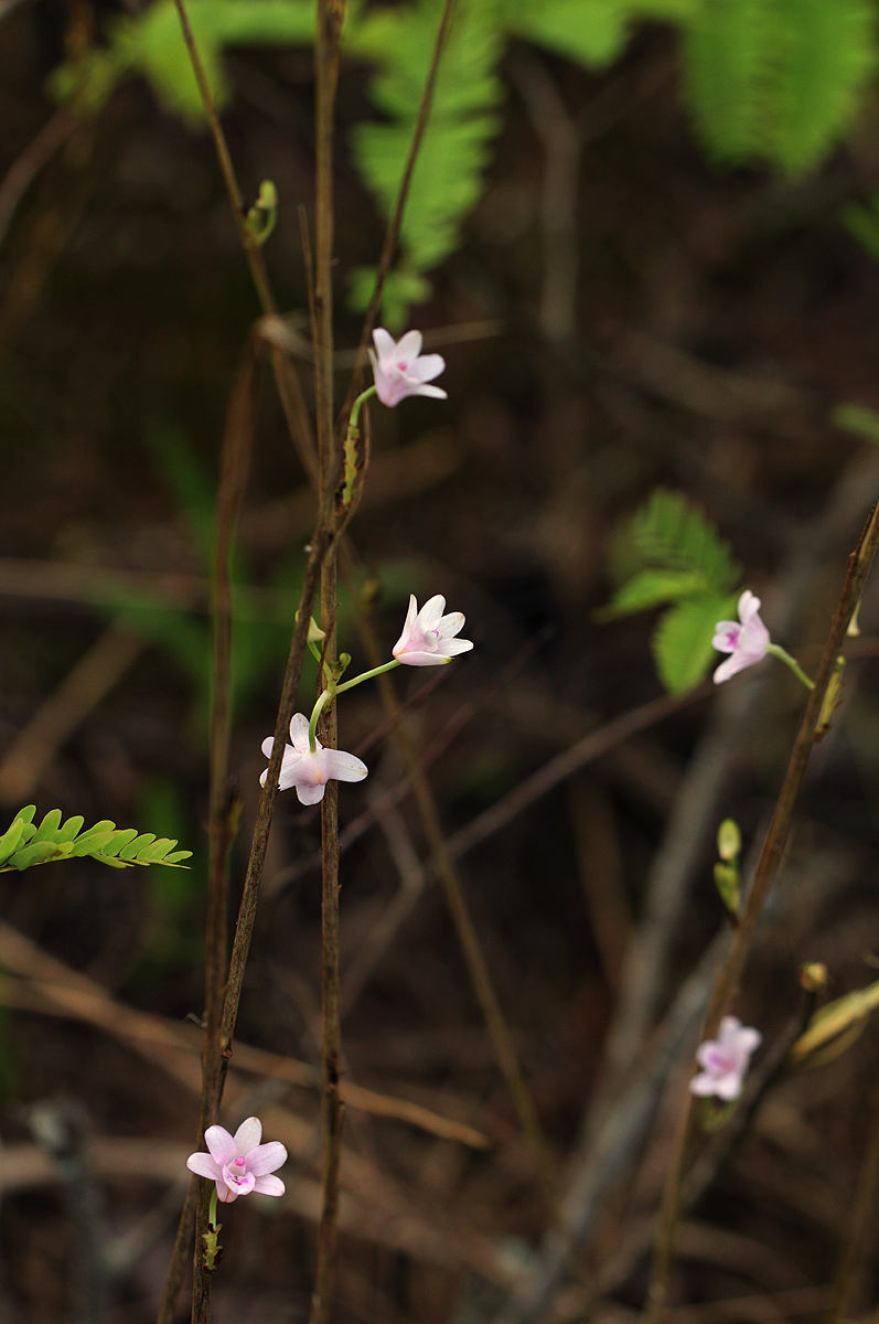 Polystachya dendrobiiflora