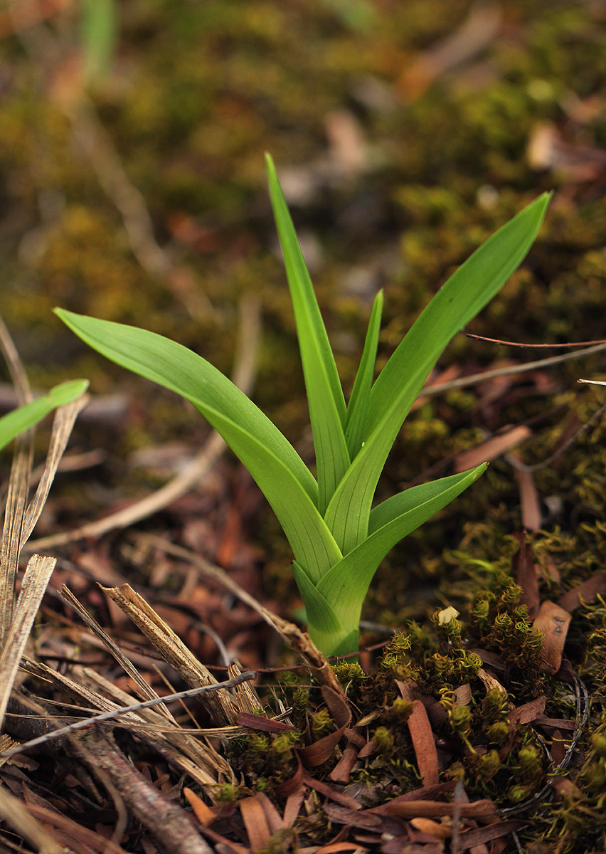 Polystachya dendrobiiflora