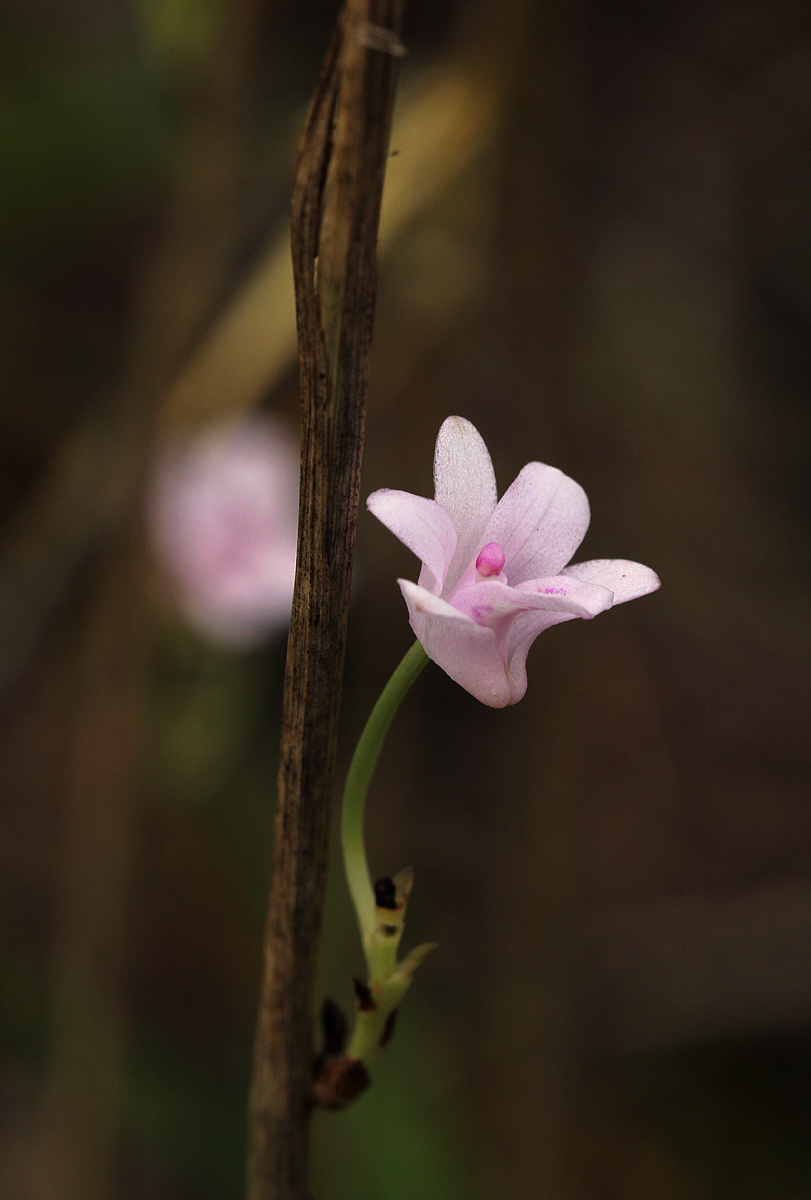 Polystachya dendrobiiflora