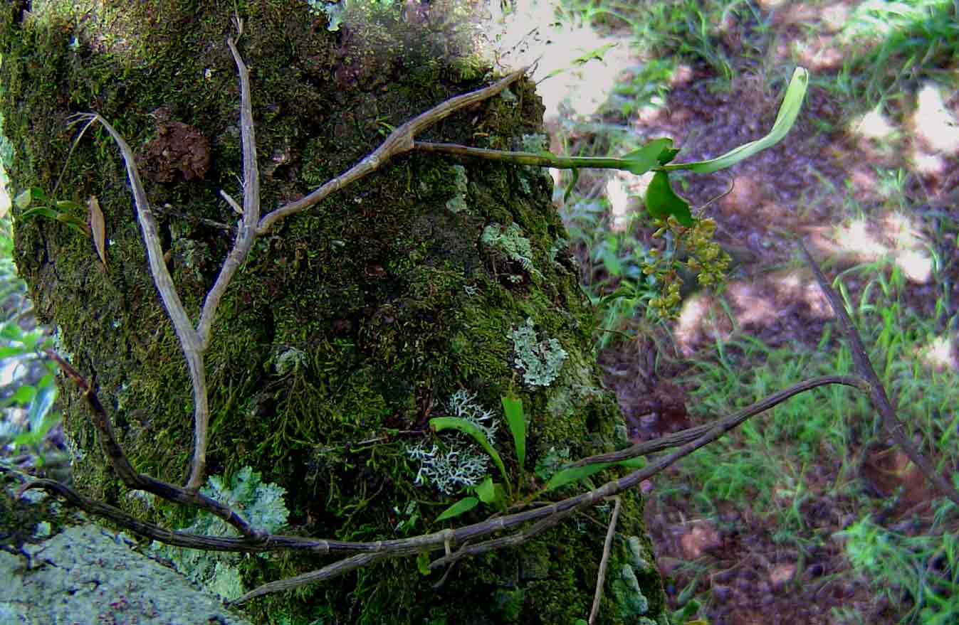 Polystachya fusiformis