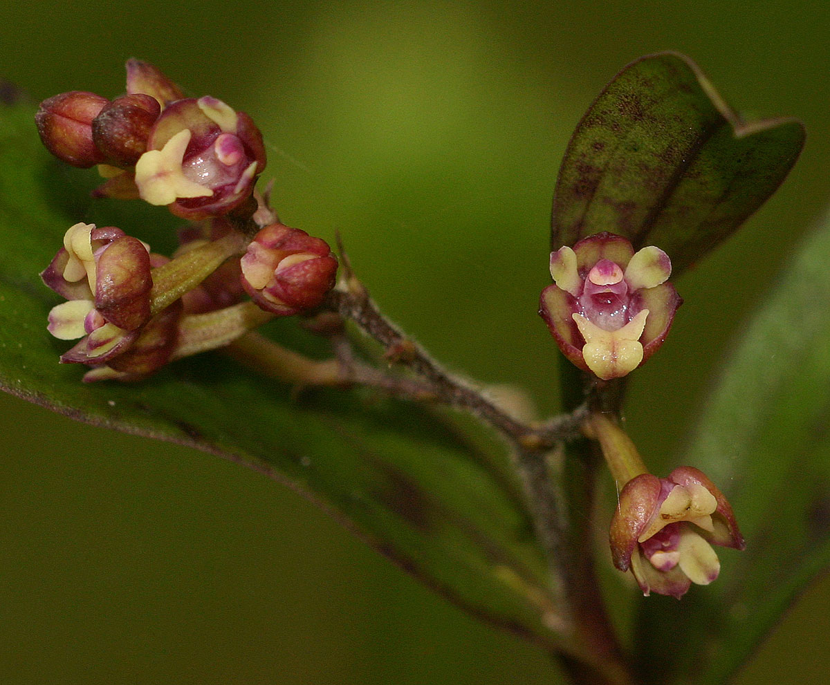 Polystachya fusiformis