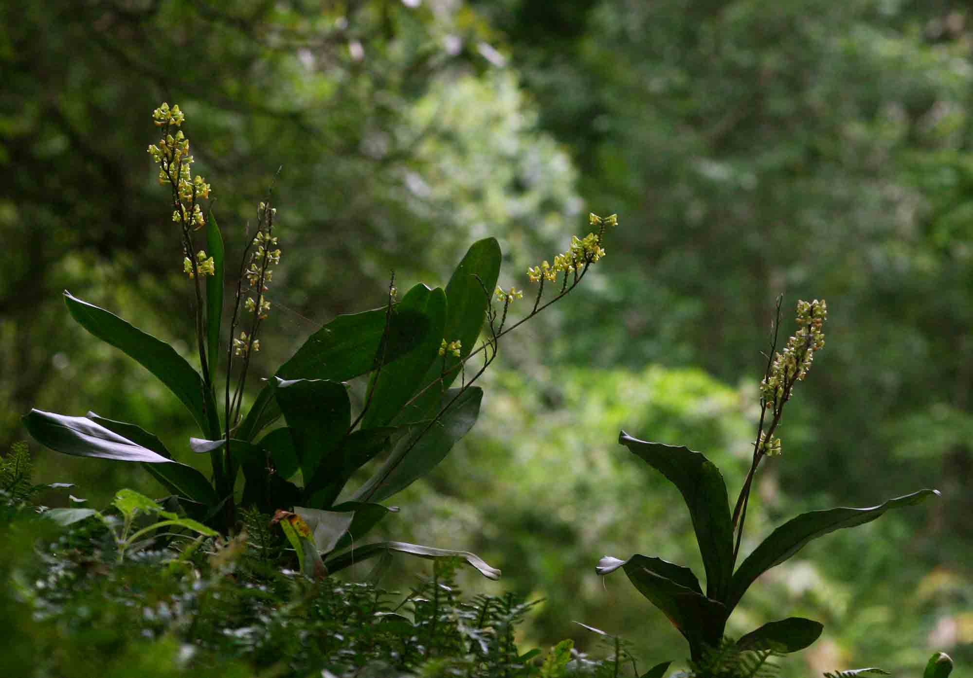 Polystachya concreta Polystachya concreta