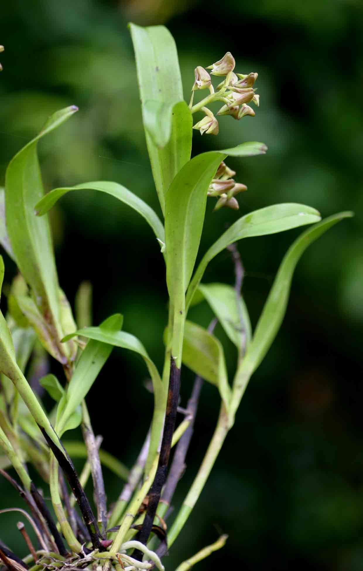 Polystachya transvaalensis