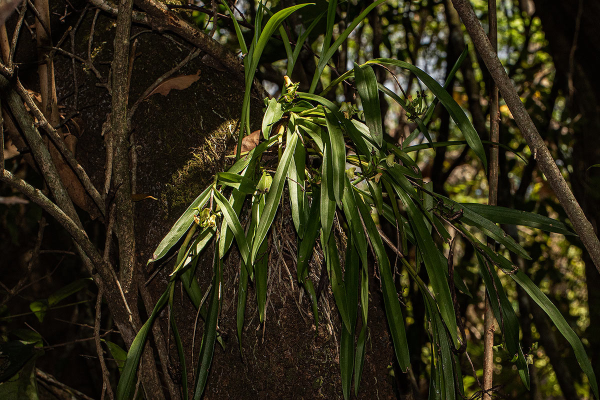 Polystachya transvaalensis