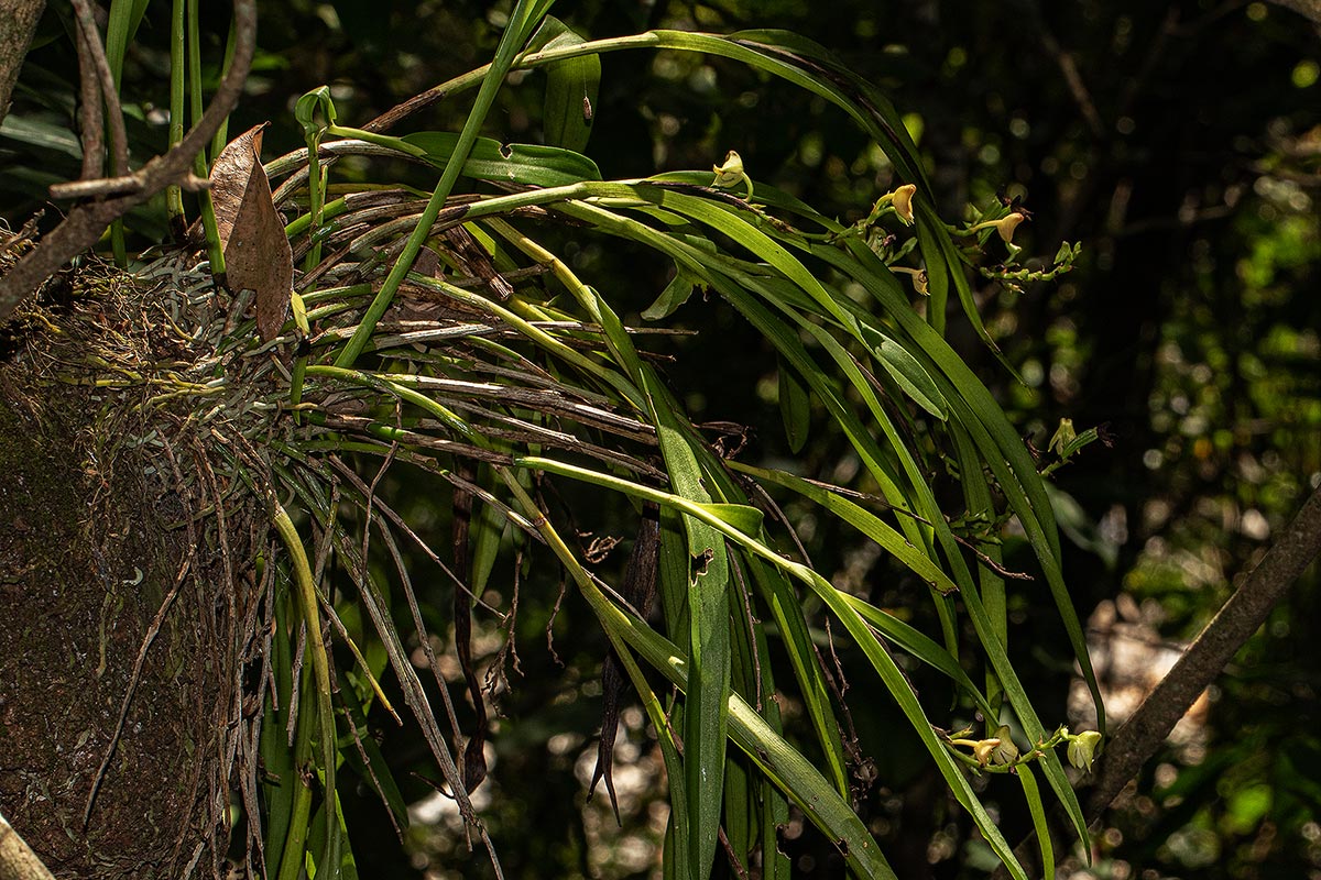 Polystachya transvaalensis