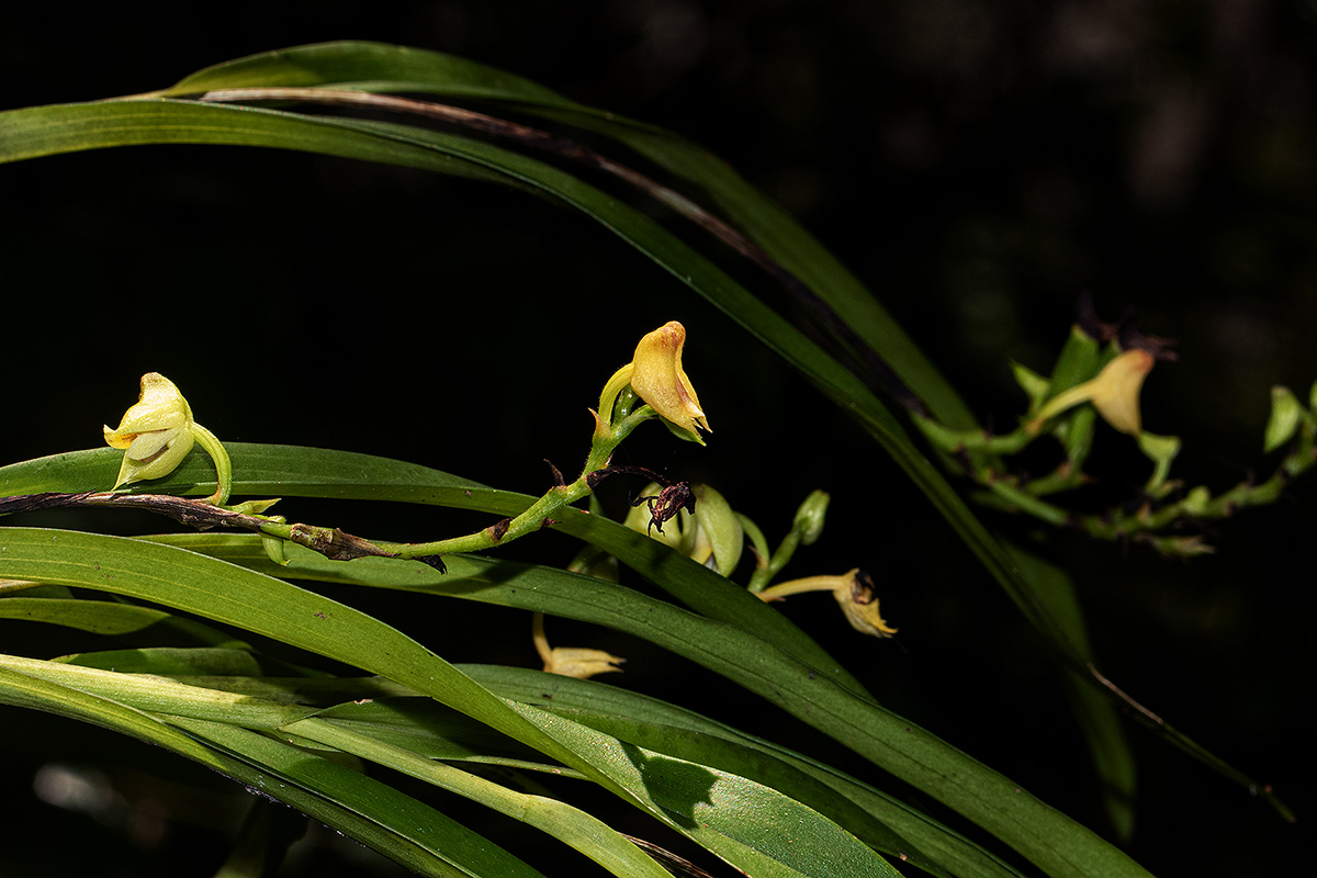 Polystachya transvaalensis