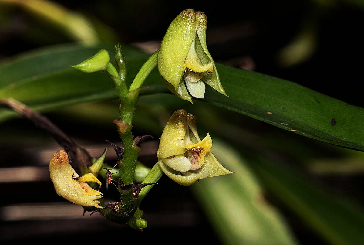 Polystachya transvaalensis