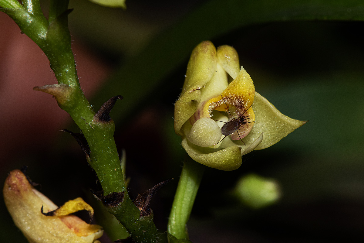 Polystachya transvaalensis