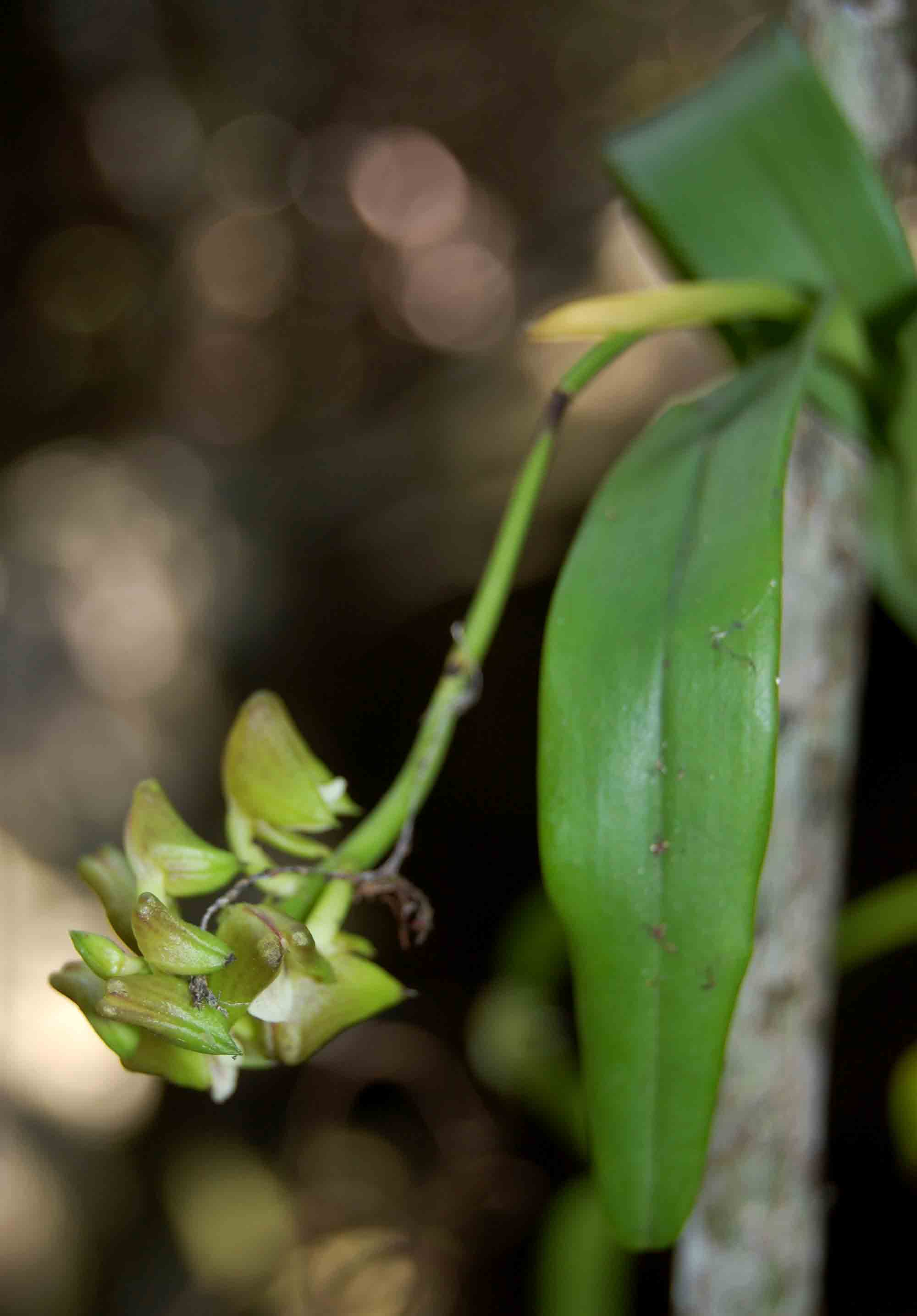 Polystachya transvaalensis