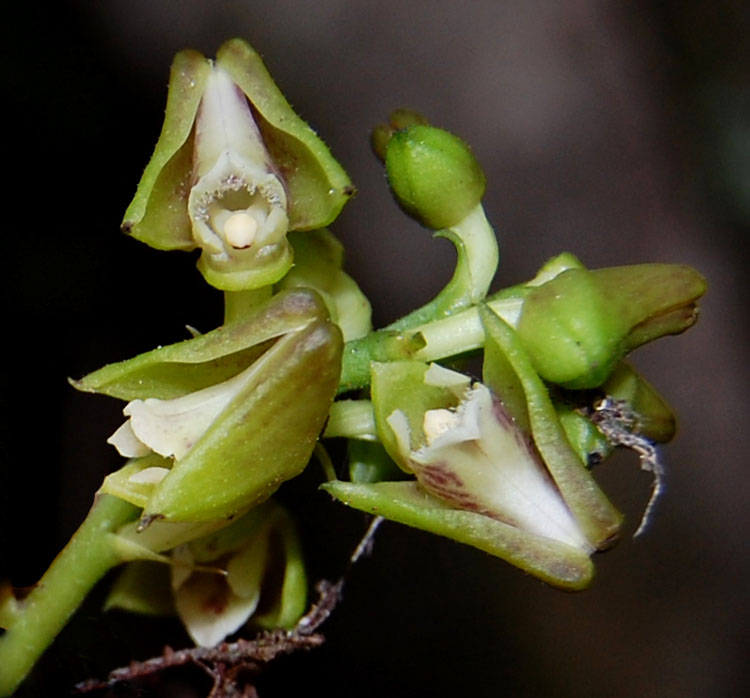 Polystachya transvaalensis