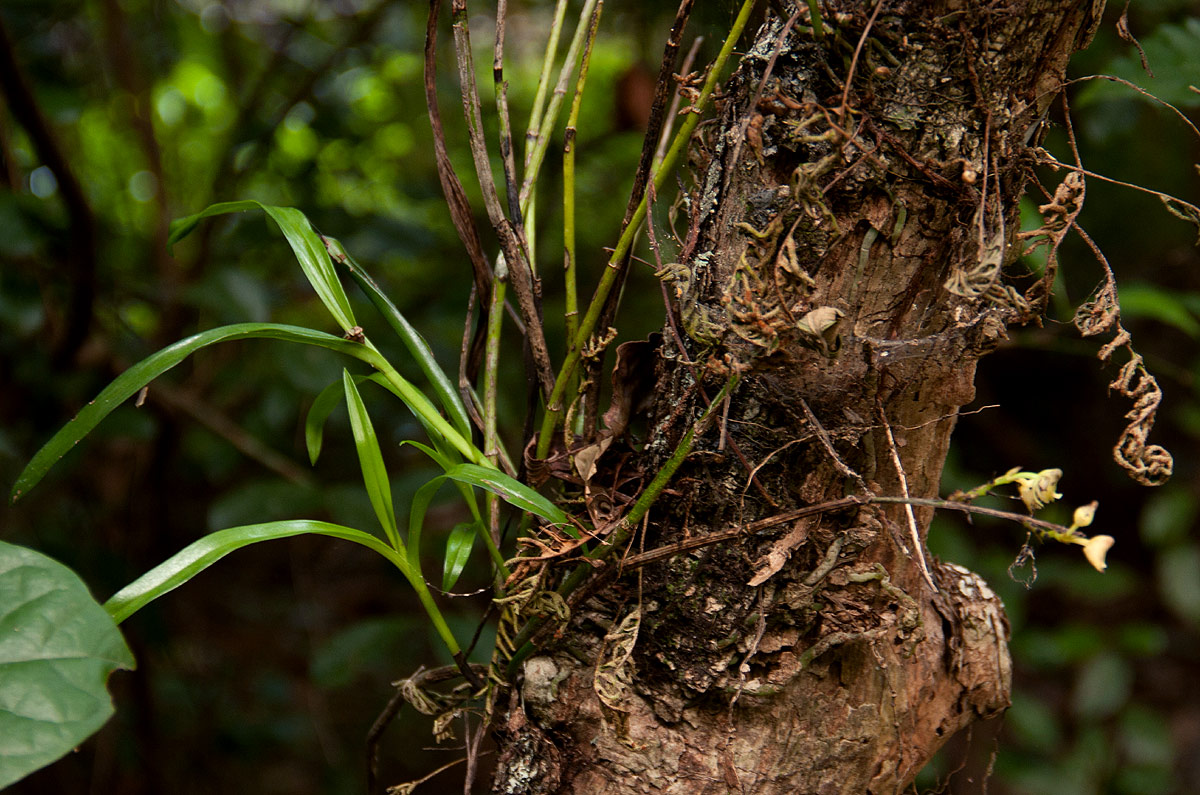 Polystachya transvaalensis