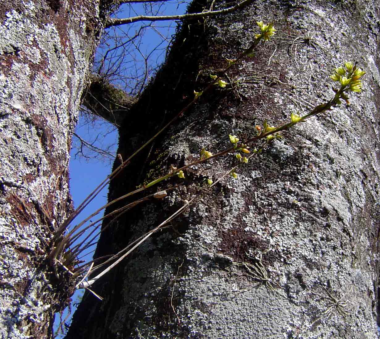 Polystachya vaginata