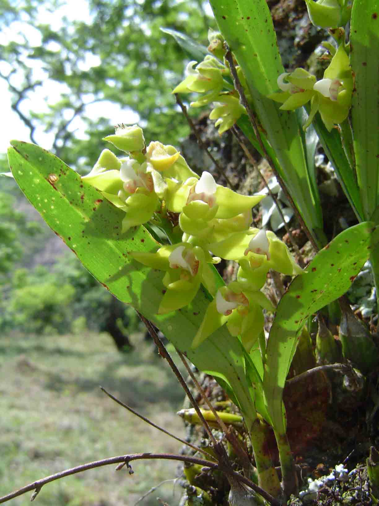 Polystachya zambesiaca Polystachya zambesiaca