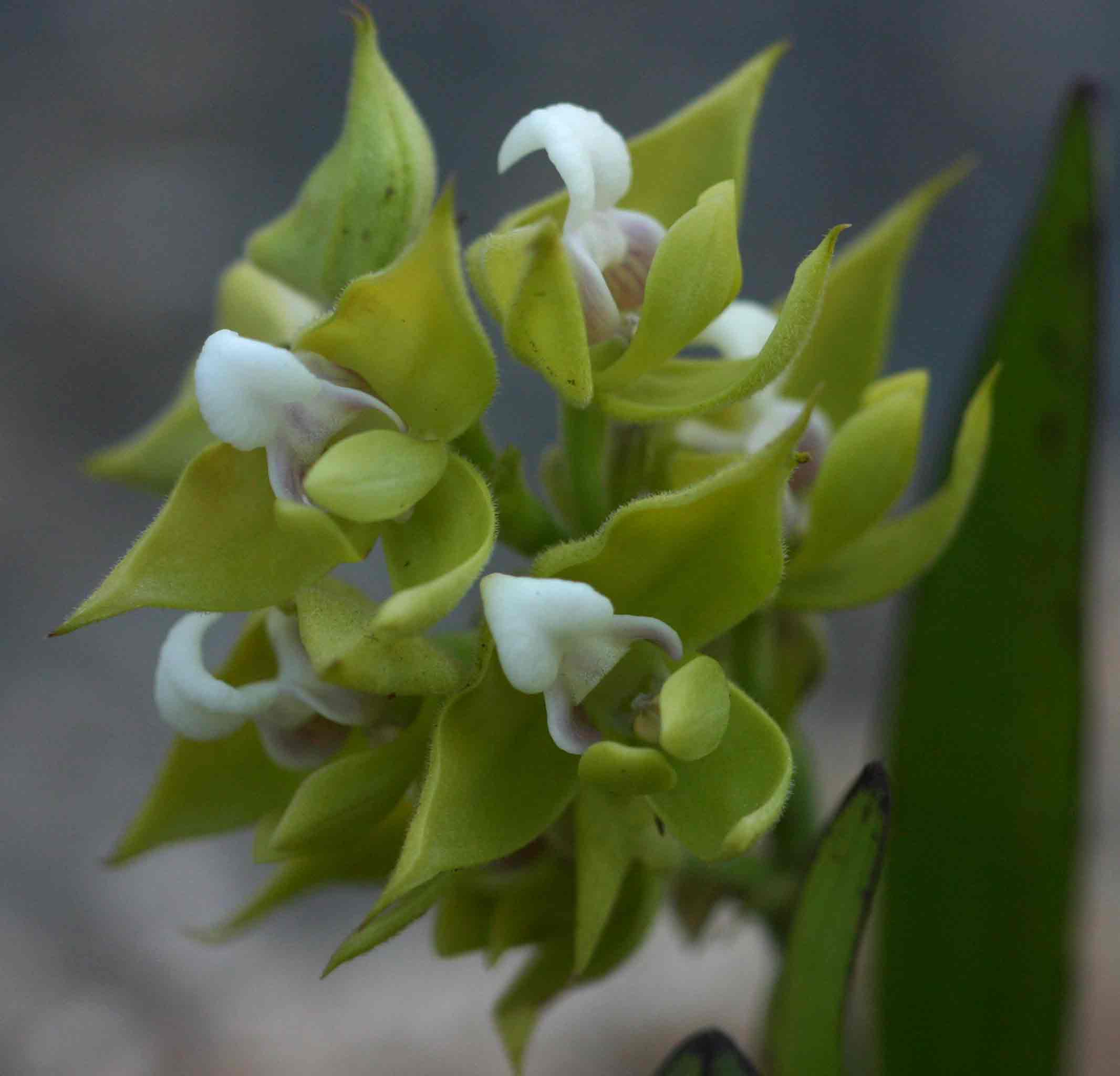 Polystachya zambesiaca Polystachya zambesiaca