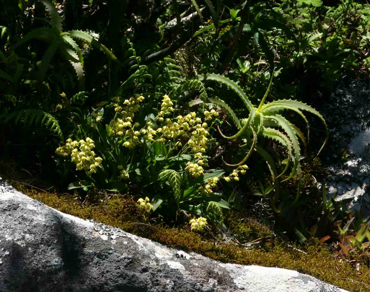 Polystachya zambesiaca Polystachya zambesiaca