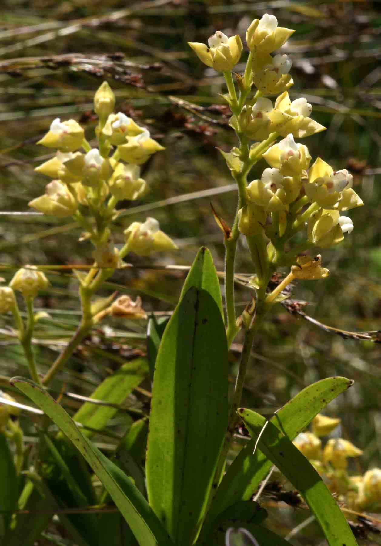 Polystachya zambesiaca Polystachya zambesiaca