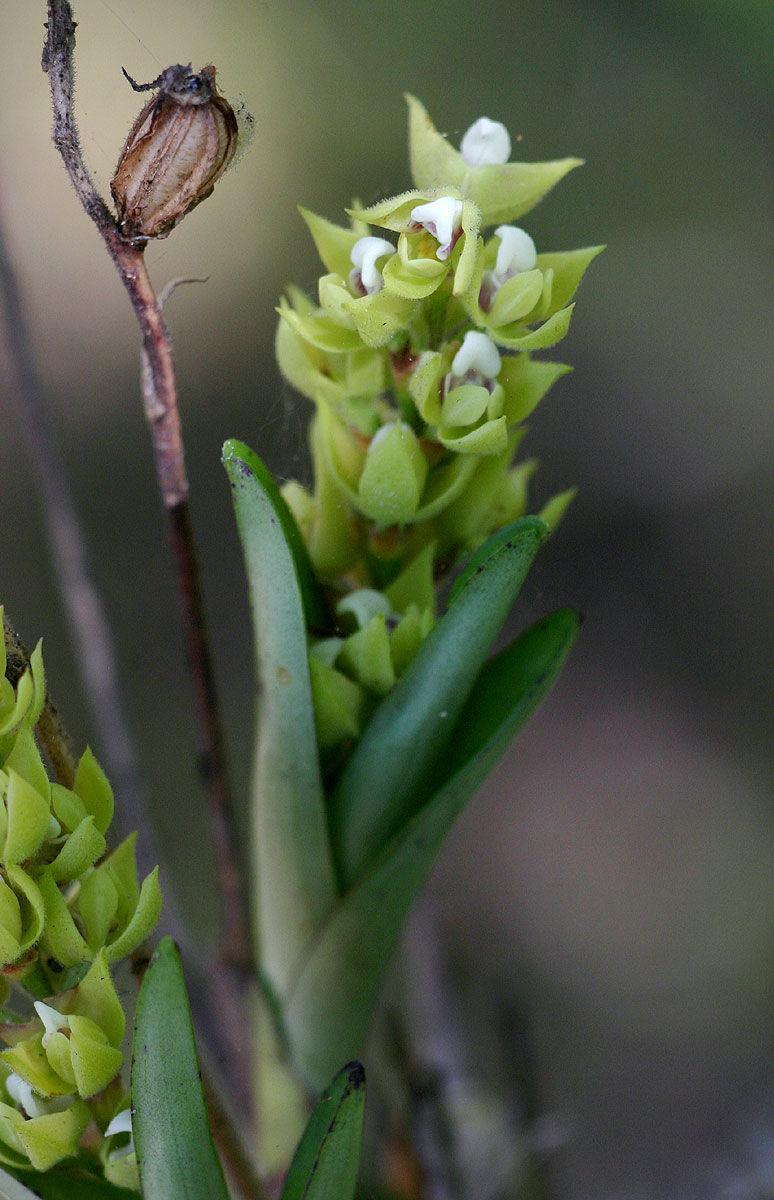 Polystachya zambesiaca Polystachya zambesiaca