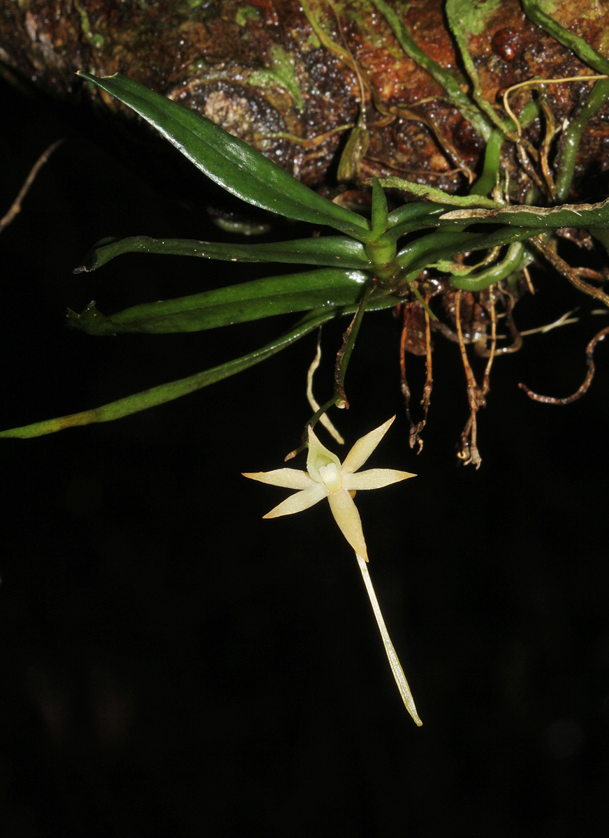Angraecum cultriforme Angraecum cultriforme