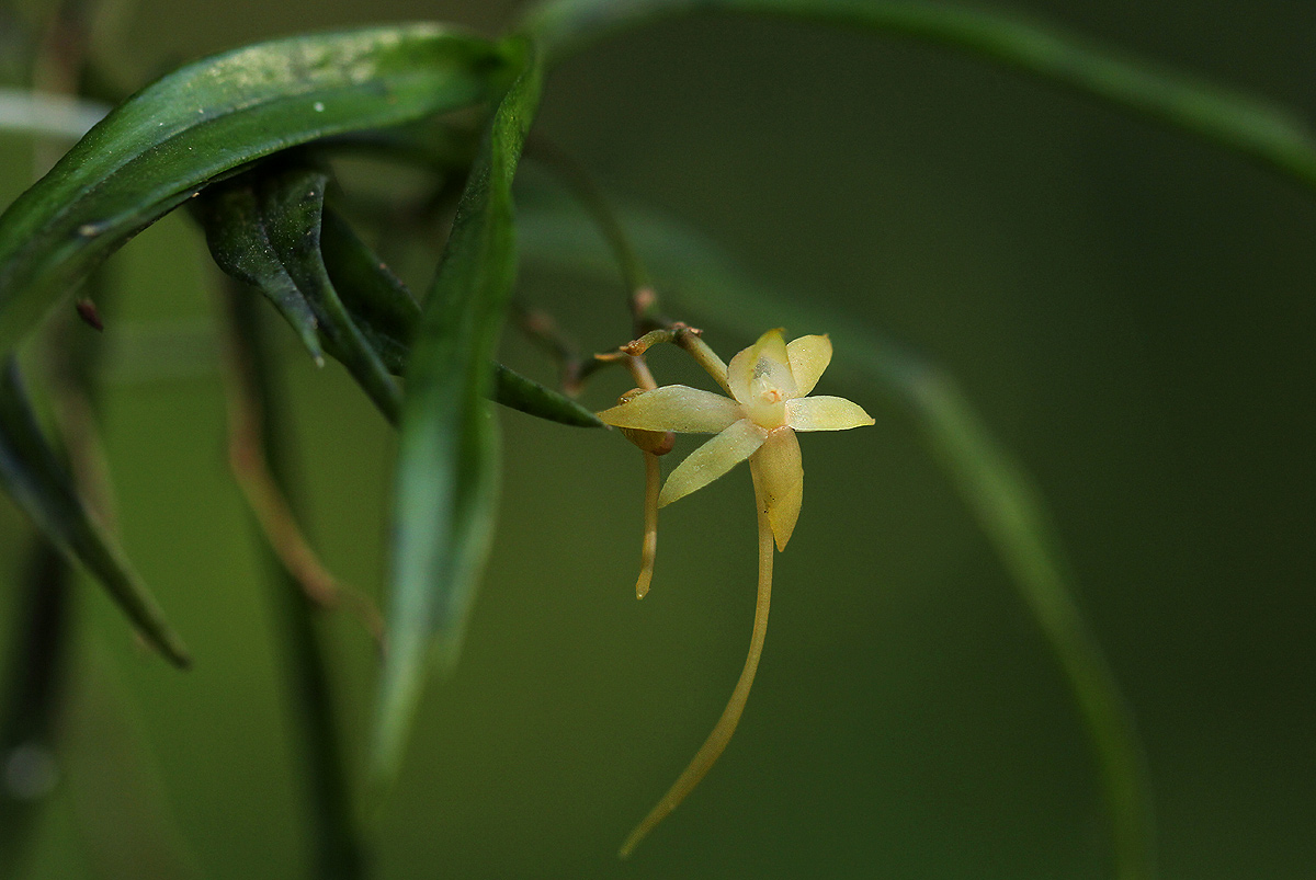 Angraecum cultriforme